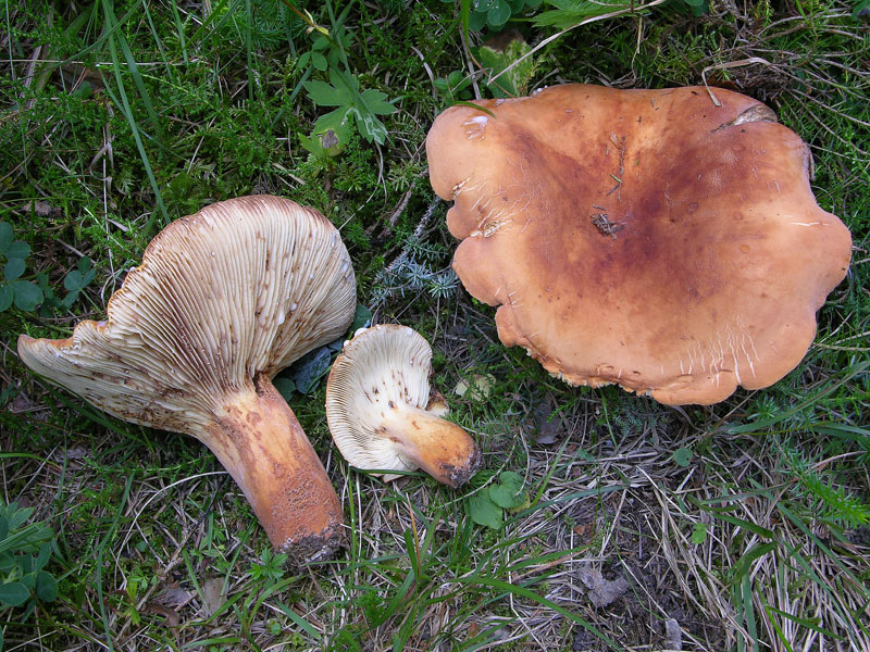 Ritrovamenti del 19 luglio.